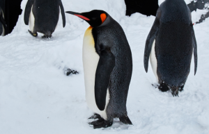 南极洲65%的本土物种可能会在21世纪末消失