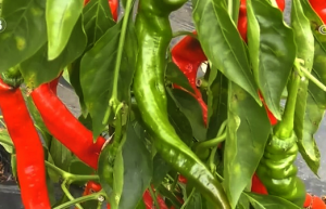 卫星能“看病” 农资可“外卖”……它们让今年的春耕春管进展顺利