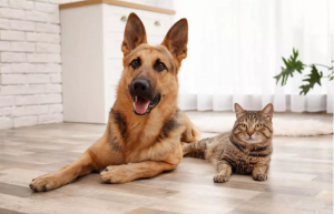 宠智灵宠物AI大模型赋能多宠识别管理场景全覆盖