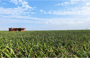 锚定百千万工程大局，平安银行贷款护航菠萝产业