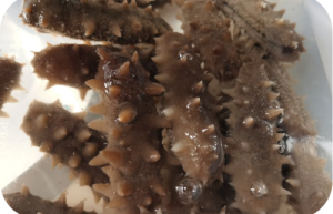 品质之选，宫品有机海参品质有保障