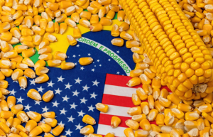 美宣布对华加征关税后，玉米输华量大幅下降，外媒称中国不感兴趣