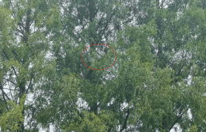 安徽一男子由于兴趣爱好掏马蜂窝，被蛰到昏迷在30多米高的树上