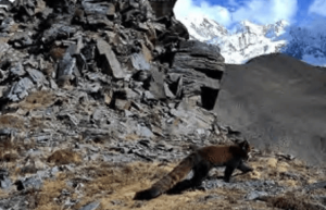 4939米！“中华小熊猫”活动的最高海拔记录被刷新，位于四川贡嘎山